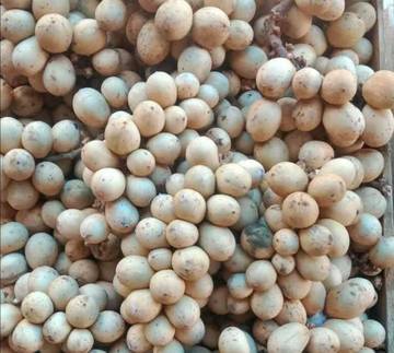 Musim Buah Langsat Mulai Ramai di Kutai Barat