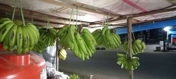 Perbedaan Pisang Ambon Dengan Pisang Cavendish Putih
