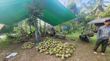 Perputaran Ekonomi Desa Menguat Saat Musim Durian