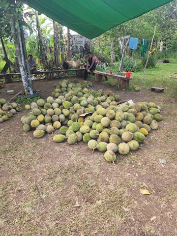 Gerhana Picu Penurunan Panen Durian Intu Lingau