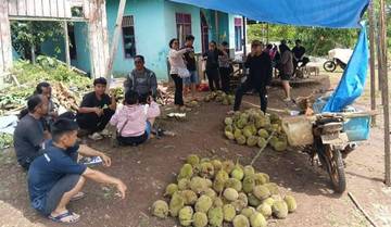 Dari Batuq Bura, Wisatawan Berburu Durian Intu Lingau