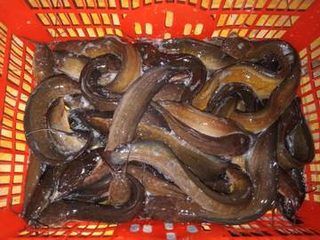 Kenalan dengan Lele Limbat, Ikan Rawa Khas Kutai Barat