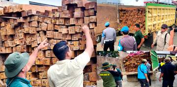 Tim Gabungan Sisir Ulang Hutan Besiq Cari Sisa  Kayu Ilegal