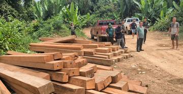 Hasil Razia Hutan Besiq, Ratusan Kubik Kayu Ilegal Ditemukan