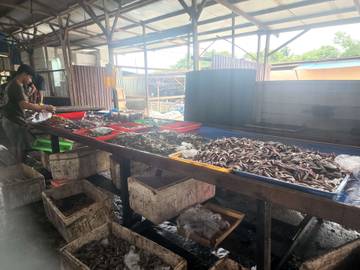 Harga Udang Pasar Jaras Barong Tongkok Rp110–140 Ribu