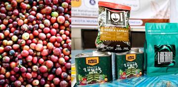 Potensi Kopi Liberika IKN Dikembangkan Menuju Standar Kualitas Global