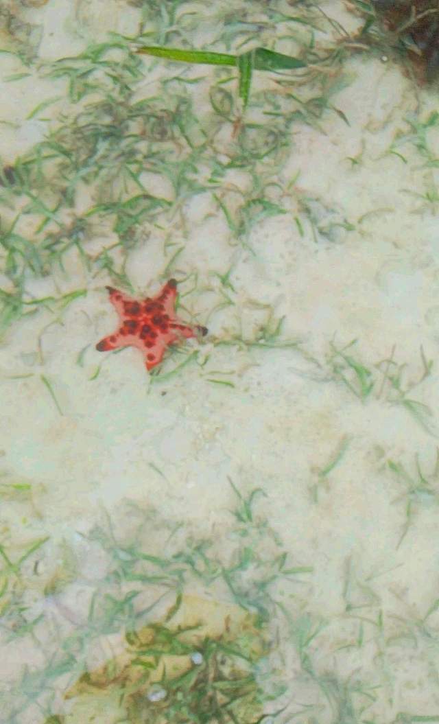 Peran Penting Bintang Laut dalam Ekosistem Laut