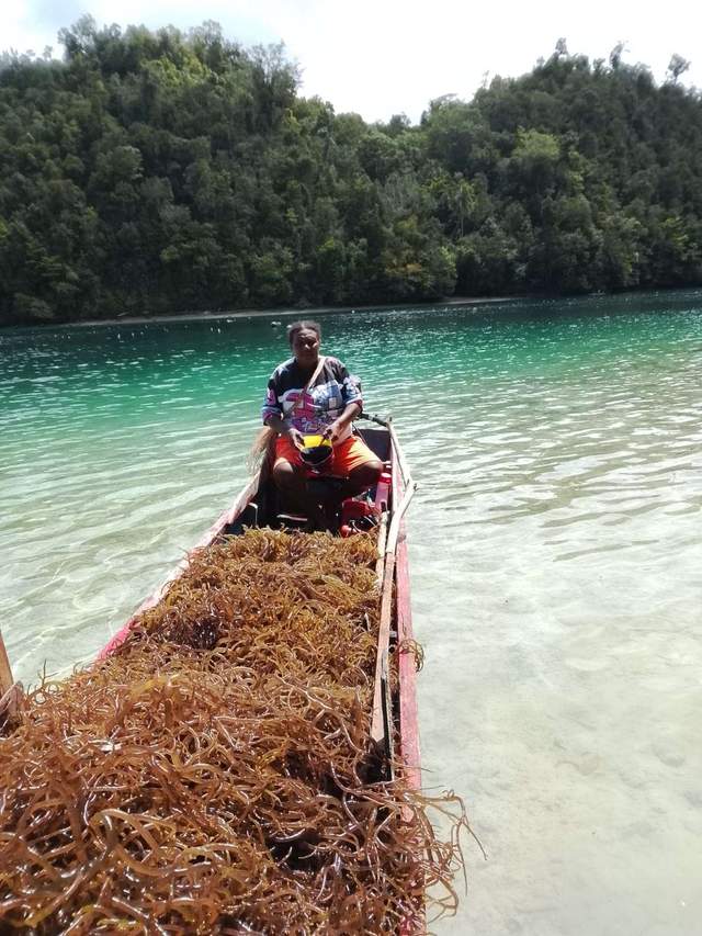 Koperasi Rawin Mairori Budidaya Rumput Hingga Pengolahan