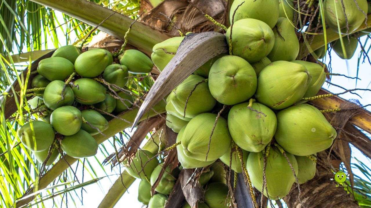 Air Kelapa Muda: Minuman Alami Untuk Tubuh yang Lebih Sehat