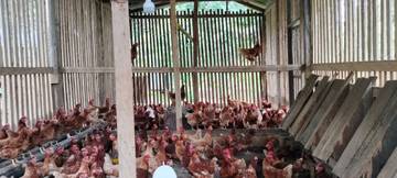 Peternak Ayam Petelur Keluhkan Mahalnya Pakan Ayam 