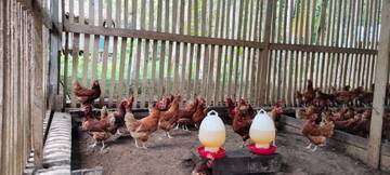 Raup Keuntungan Dari Beternak Ayam Petelur 