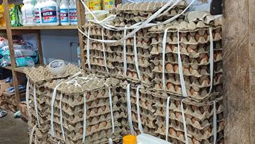 Ketersediaan Telur Ayam di Waropen Belum Stabil