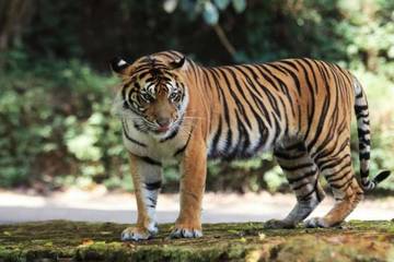 Harimau Teror Petani Tiga Desa di Madina