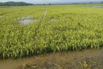 Terendam Banjir Petani di Saba Rodang Madina Gagal Panen 