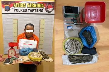 Pria Miliki Ratusan Paket Ganja Siap Edar Diringkus