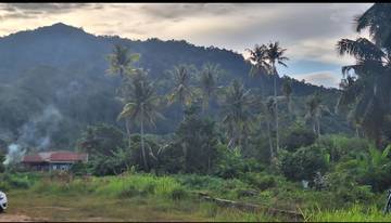 Potensi Kelapa Bisa Dorong UMKM