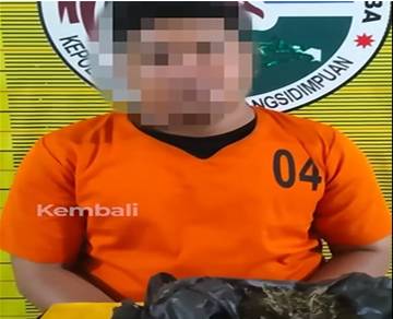 Satresnarkoba Polres Padangsidimpuan Tangkap Residivis Kasus Ganja