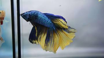 Ikan Mungil Berdaya Jual Tinggi