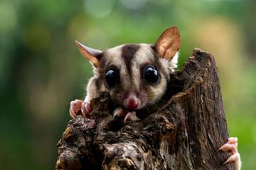 Hobi Pelihara Hewan Imut Sugar Glider