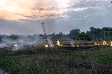 Dampak Fatal Kebakaran Hutan 
