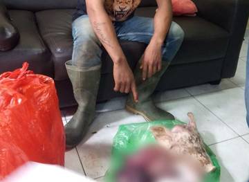 Polsek Busungbiu Berhasil Tangkap Pencuri Babi di Bengkel
