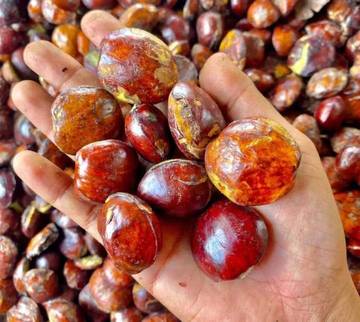 Cek Fakta Unik Tentang Jengkol