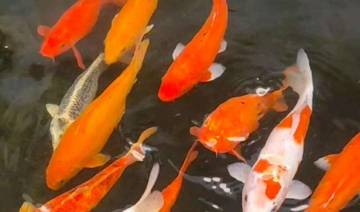 Belum Tahu? Begini Sejarah Ikan Koi