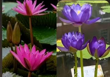 Lotus Dan Teratai: Sepintas Mirip, Tapi Apakah Sama?