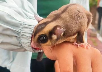 Fakta Menarik Hewan Sugar Glider