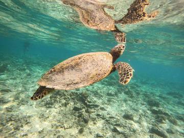 Petualangan Seru Snorkeling Bertemu Penyu di Gili Trawangan