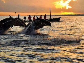 Lovina Beach Tawarkan Pesona Lumba-Lumba Setiap Pagi