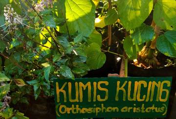 Kumis Kucing Tanaman Herbal Asli Indonesia