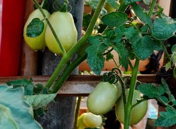 Tomat Roma: Si Buah Pir untuk Saus