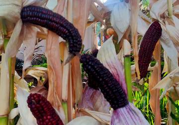 Mengenal Jagung Hitam atau Jagung Injin