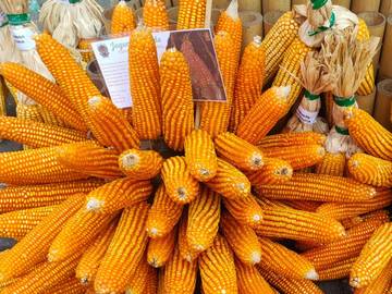 Cek Keunggulan dan Potensi Jagung Hibrida