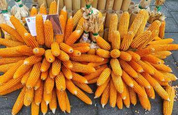Fakta Menarik Seputar Jagung Hibrida