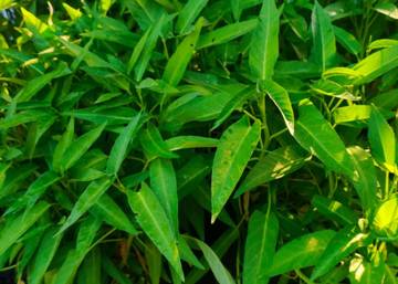 Menelusuri Jejak Tanaman Kangkung