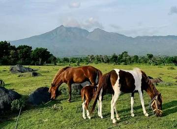 Savana Tianyar Bali: Suasana Alam Ala Luar Negeri