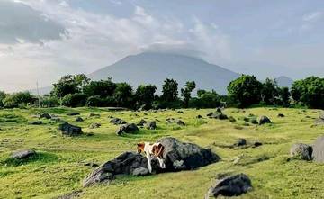 Daya Tarik Wisata Savana Tianyar Bali