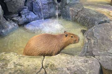 Momen Tenang Bertemu Capybara di Jakarta Aquarium