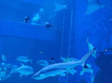 Menjelajah Kehidupan Laut Jakarta Aquarium