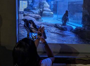 Pengalaman Menyaksikan Penguin Humboldt di Jakarta Aquarium
