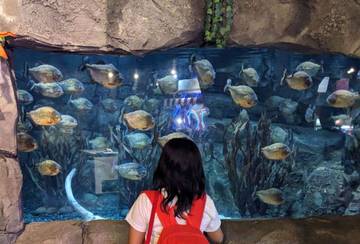 Pengalaman Menyaksikan Ikan Piranha: Naratif dalam Bingkai Ilmiah