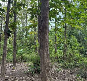 Pohon Jati: Kayu Ajaib yang Awet dan Melegenda