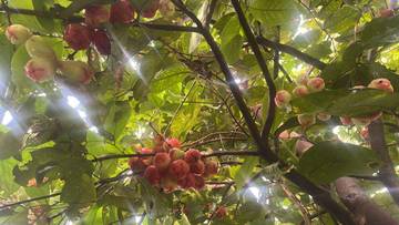 Strategi Pengendalian Lalat Buah di Kebun Rumah
