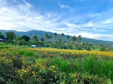Bunga Marigold: Keindahan yang Kaya Makna