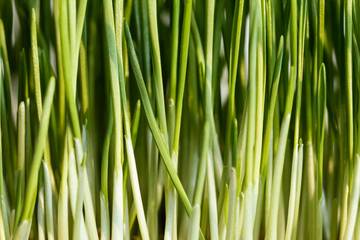 Tips Mudah Menanam Daun Bawang di Rumah