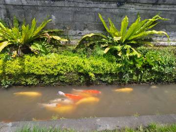 Harmoni Alam di Selokan dengan Peliharaan Ikan Koi