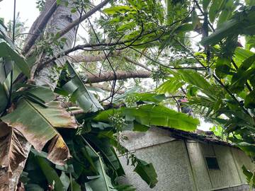 Pohon Santen Tumbang Timpa Rumah Warga di Melaya