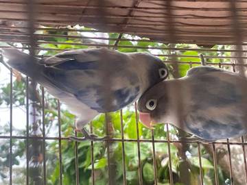 Sepuluh Fakta Unik Lovebird yang Bikin Jatuh Hati